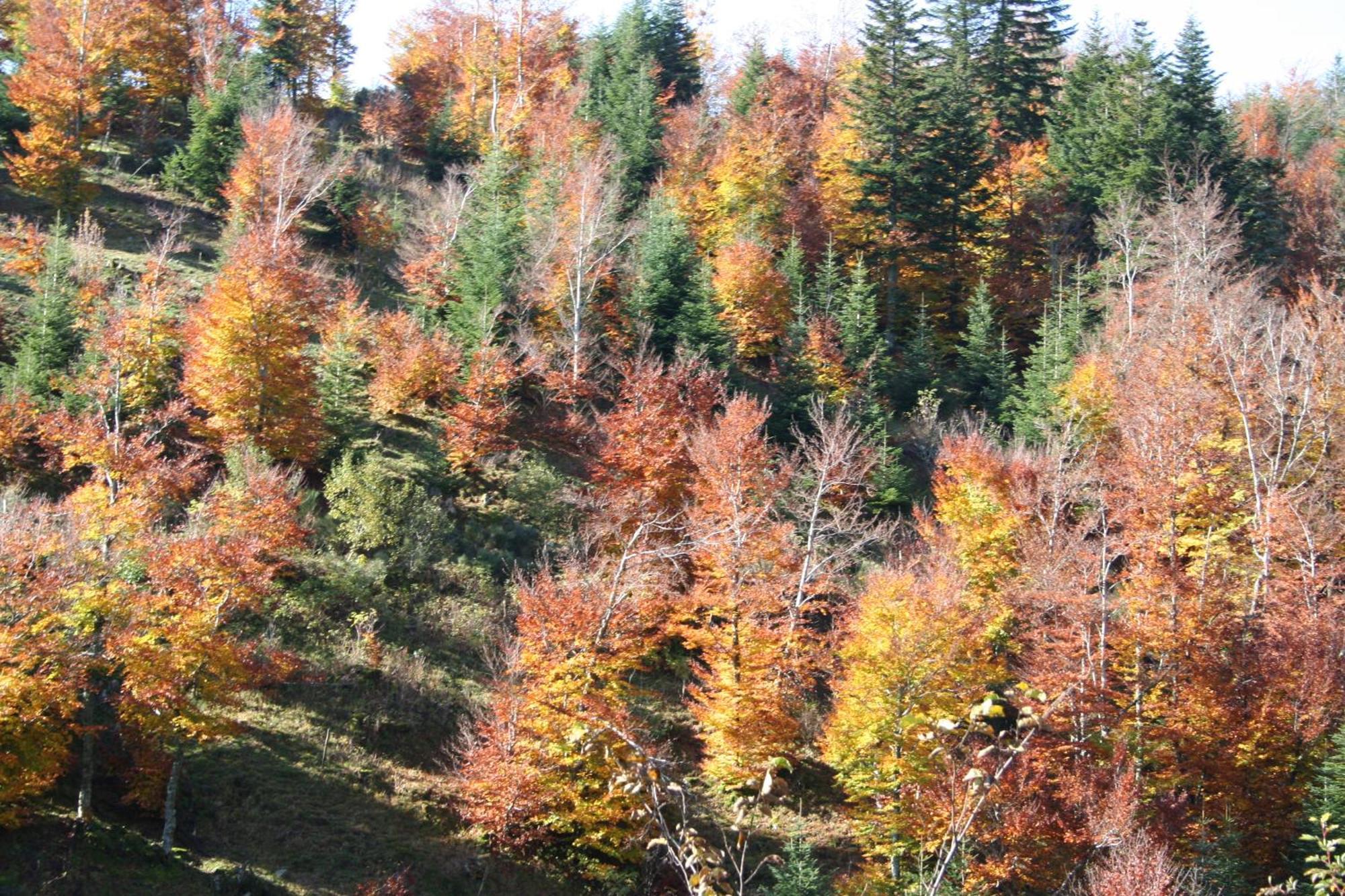 Hotel Les Cevennes à Saint-Cirgues-en-Montagne Extérieur photo